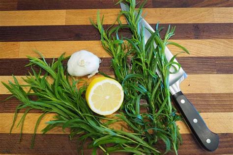 How To Grow And Care For French Tarragon Gardener S Path