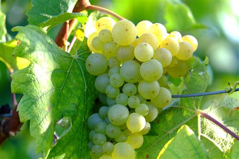 Images Gratuites La Nature Grain De Raisin Du Vin Blanc Cru