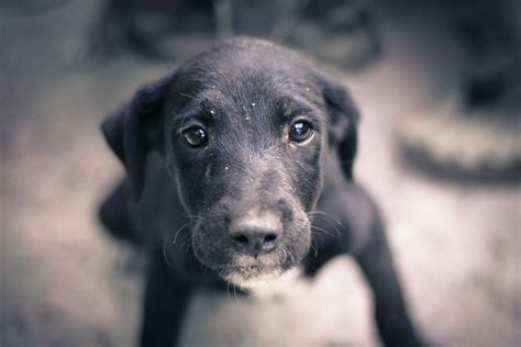 Fotos Gratis Perrito Perro Animal Mascota Negro Monocromo