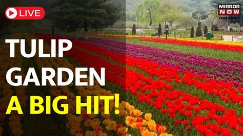 Srinagar Tulip Garden News Live Asias Largest Tulip Garden Records