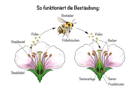 Pollination This Is How Insects And Co Ensure Reproduction