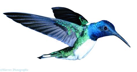 White Necked Jacobin Hummingbird Photo Wp