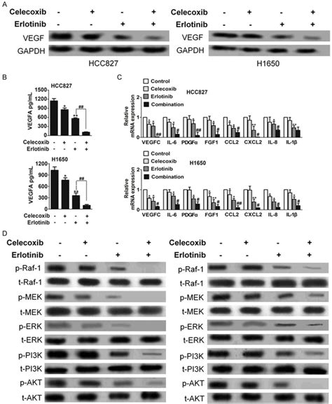 Celecoxib Erlotinib Combination Delays Growth And Inhibits Angiogenesis