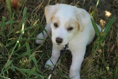 White Lab Boxer Mix