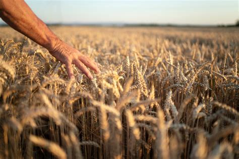 Defensivos agrícolas para o trigo movimentaram R 2 4 bilhões em 2022