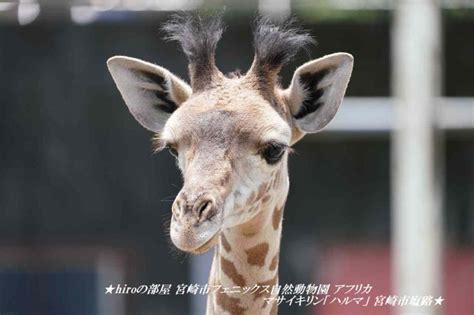 ★hiroの部屋★ 宮崎市フェニックス自然動物園 アフリカ マサイキリン「ハルマ」 宮崎市塩路