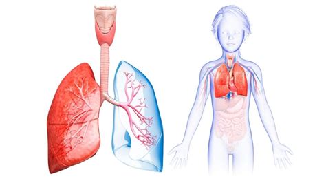 Gambar Anatomi Organ Sistem Pernapasan Pada Manusia Beserta Fungsinya