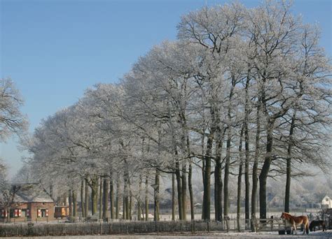 Free Images Tree Nature Forest Snow Cold Winter White Flower