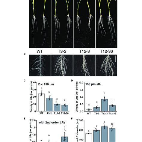 Analysis Of Lateral Root Lr Formation On Seminal Roots Srs In Download Scientific Diagram