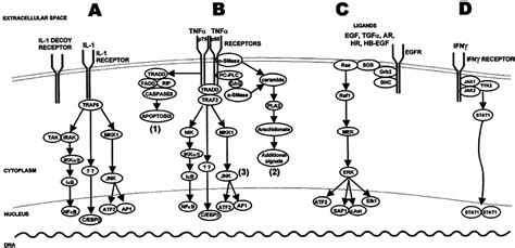 Signaling Pathways In Keratinocytes A The Il 1 Signal Transduction