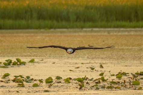 A Bald Eagle Flying Above the Water · Free Stock Photo