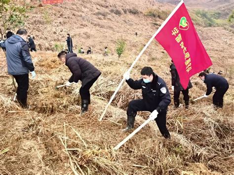 新田法院：不负春光好时节 植树季节添绿忙澎湃号·政务澎湃新闻 The Paper