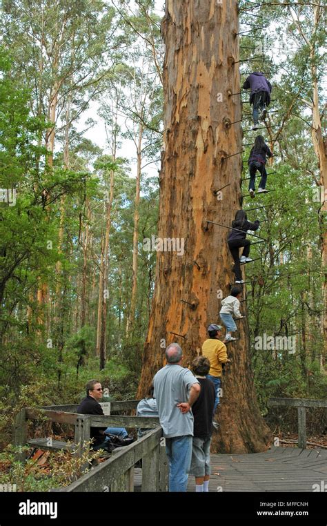 Las personas escalando la Gloucester árbol un árbol Karri Gigante