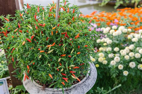 How To Grow Chilli Peppers In Your Garden Garden Patch