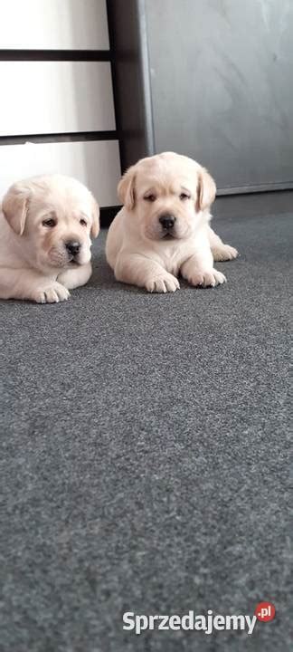 Labrador retriever szczenięta biszkoptowe Iłża Sprzedajemy pl