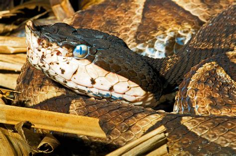 Sharp Nosed Viper Photograph By Millard H Sharp Pixels