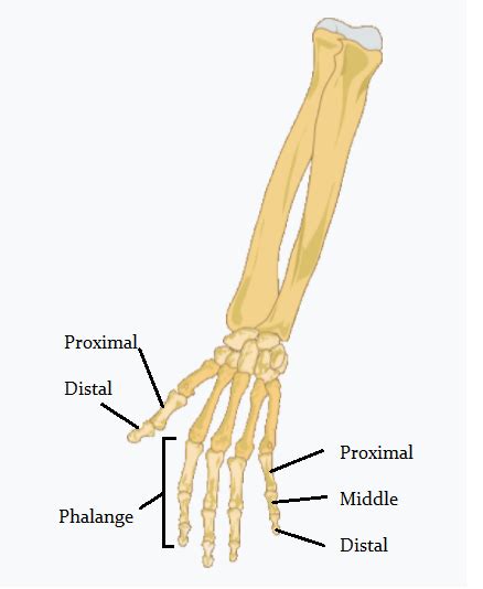 Phalanges | Definition, Location & Function - Lesson | Study.com