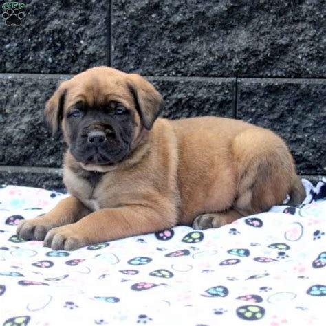 Dustin English Mastiff Puppy For Sale In Pennsylvania