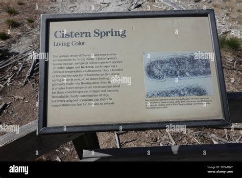 Cistern Hot Springs In The Norris Geyser Basin Yellowstone National
