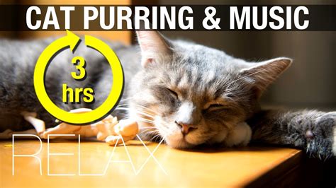 3 Hours Cat Purring And Quiet Music Relax Youtube