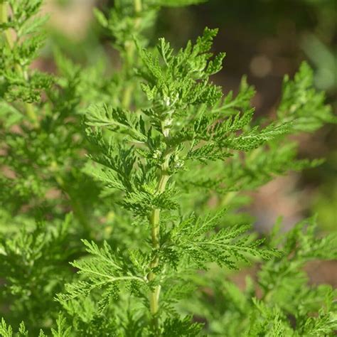 Artemisia Annua Plants Et Semences Bio Finist Re