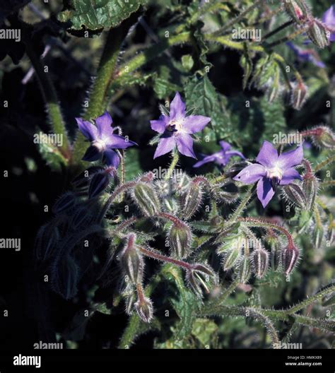 Borage Or Star Flower Borago Officinalis Boraginaceae Stock Photo