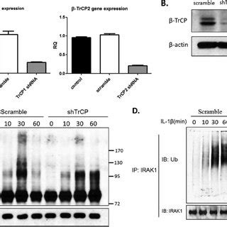 Knockdown Of TrCP Attenuated The IL 1 Signaling Pathway A TrCP