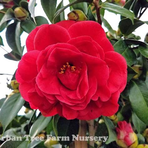 Camellia Japonica Kramer S Supreme TRELLIS Urban Tree Farm Nursery