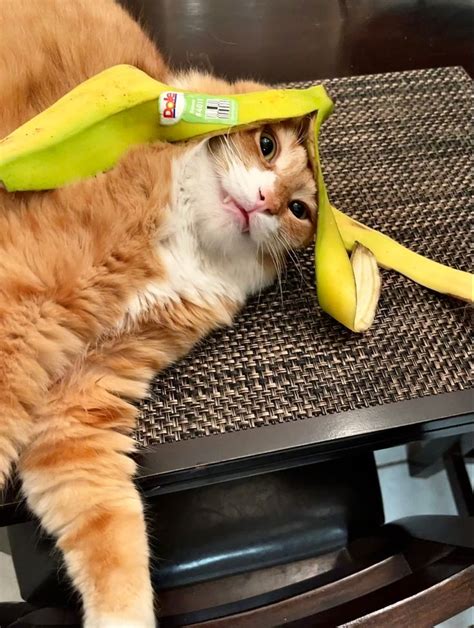 Banana Head Cat Cats Banana Animals