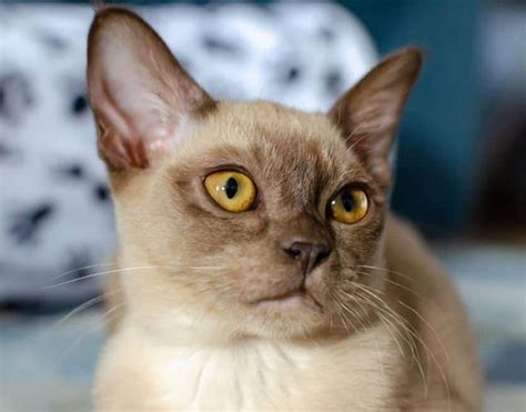 Burmese Cat Breed All Information Facts Care And Price Cat Breeds