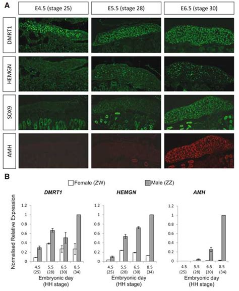 Sex Determination And Gonadal Sex Differentiation In The Chicken Model