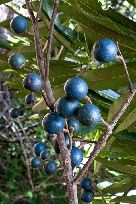 Native Fruit Trees Australia : Snowberries: there's no berries like them - Features - ABC ...