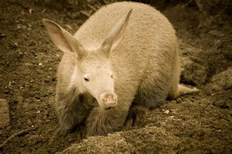 Facts About Aardvarks Live Science