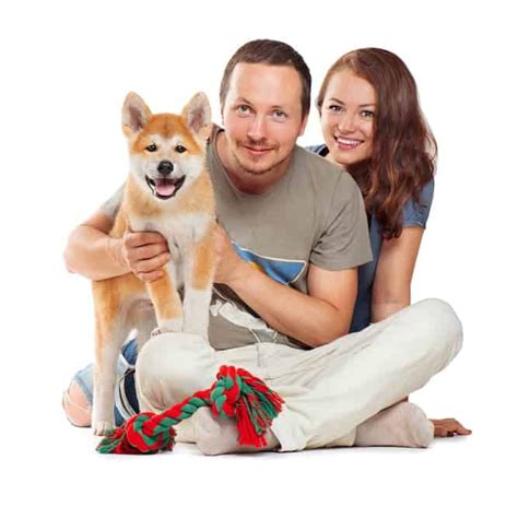 Mastering The Shiba Inu Temperament, What You Need To Know