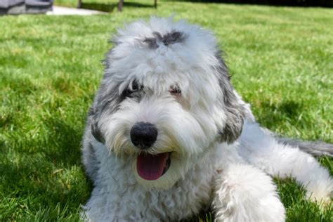 Top 8 Sheepadoodle Breeders: Puppy Price & Other Info