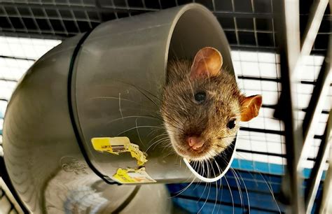 Adoption de Coquine Indéfinie rat région Occitanie