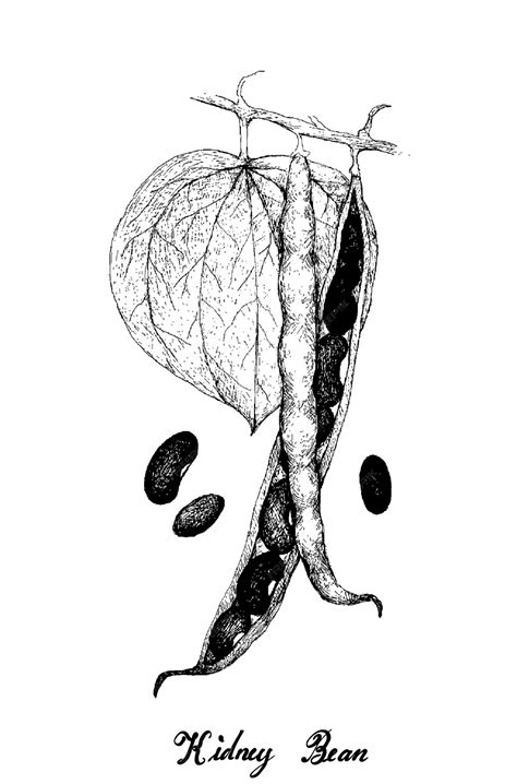 Bean Plant Drawing