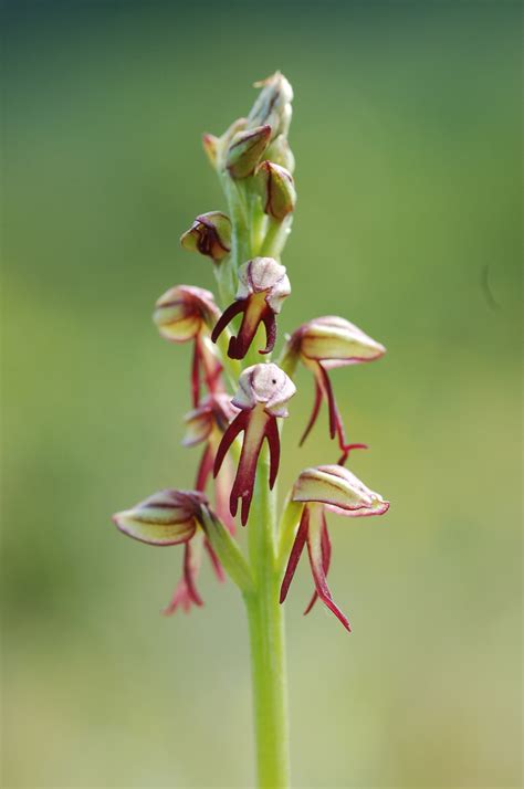 Man Orchid Orchis Anthropophora Dr M Goes Wild