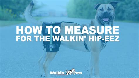 How To Measure For The Walkin Hip Eez Hip Support System For Pets