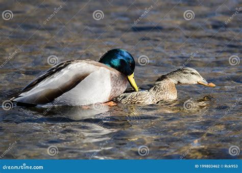 Pair Of Mallard Ducks Mating On The Water Stock Photo Image Of