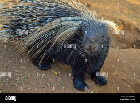 Cape Porcupine Or South African Porcupine Hystrix Africaeaustralis