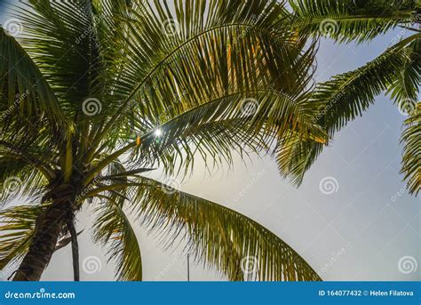 Coconut Palm Trees In Cuba Stock Photo Image Of Cuban 164077432