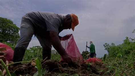 Agricultura Al Día Tres Nuevas Variedades De Yuca Corpoica Youtube