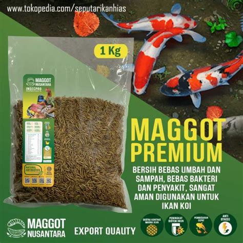 Promo Pakan Ikan Koi Maggot Bsf Premium Grade A Maggot Nusantara