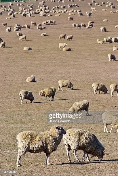 Sheep Hills Victoria Photos And Premium High Res Pictures Getty Images