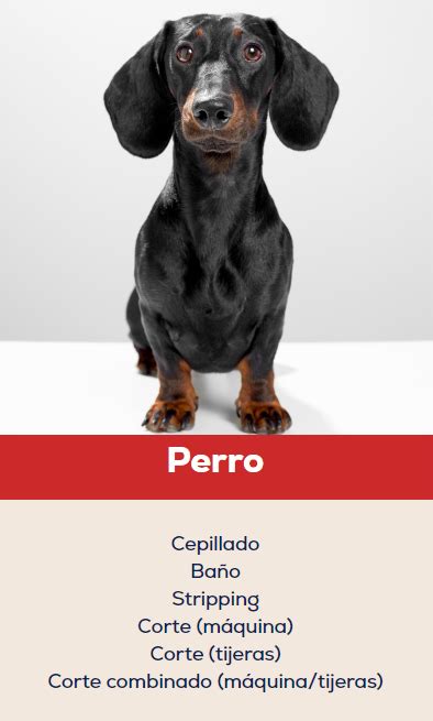 Los Secretos Para Mantener A Los Perros De Pelo Negro En Perfecto