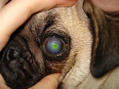 La úlcera Corneal Anicura Abros Hospital Veterinario