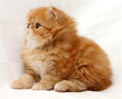 ginger persian cat : Biological Science Picture Directory – Pulpbits.net