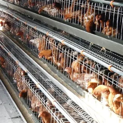 Hot Dipped Galvanized H Type Automatic Chicken Battery Broiler Cage