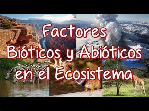 C Mo Influyen Los Factores Bi Ticos Y Abi Ticos En Los Ecosistemas